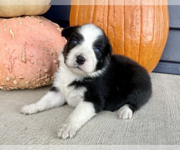 Medium Photo #2 Australian Shepherd Puppy For Sale in LODA, IL, USA