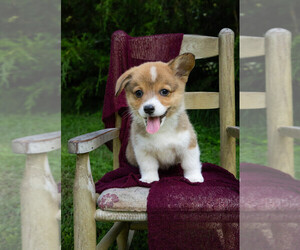 Pembroke Welsh Corgi Puppy for Sale in NEW DOUGLAS, Illinois USA
