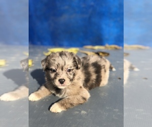 Medium Australian Shepherd-Saint Bernard Mix