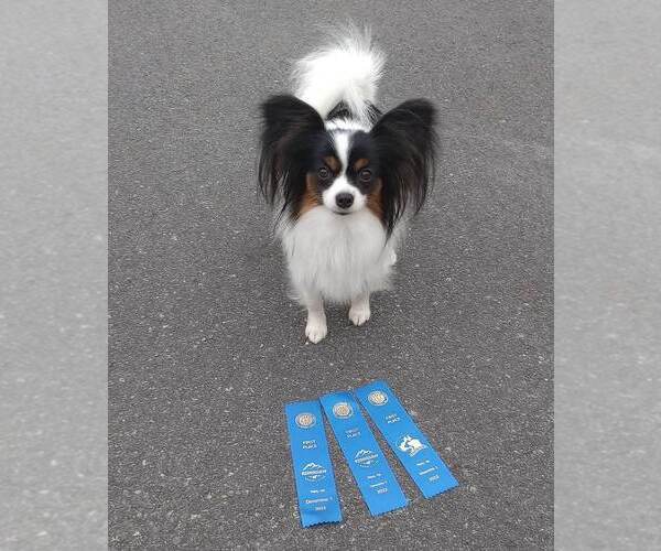 Medium Photo #1 Papillon Puppy For Sale in RUTLEDGE, AL, USA