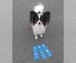 Small Photo #1 Papillon Puppy For Sale in RUTLEDGE, AL, USA