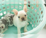 Small #4 French Bulldog