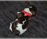 Small Photo #8 English Springer Spaniel Puppy For Sale in LITCHFIELD, MN, USA