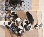 Small Photo #4 Basset Hound Puppy For Sale in CENTRALIA, WA, USA