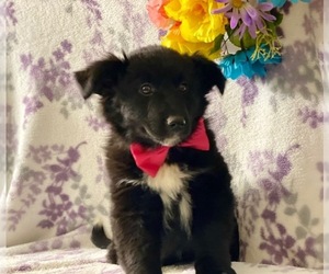 Border-Aussie Puppy for sale in LANCASTER, PA, USA
