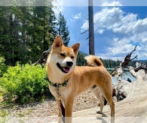 Father of the Shiba Inu puppies born on 03/08/2025
