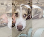 Small #2 Labrador Retriever Mix