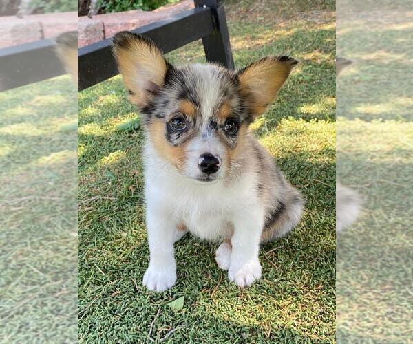 Medium Photo #5 Aussie-Corgi Puppy For Sale in BRIGGSDALE, CO, USA