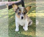 Small #4 Aussie-Corgi