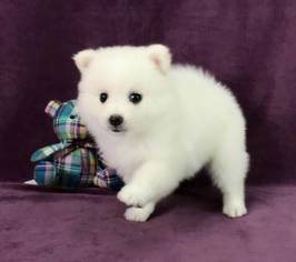 View Ad Japanese Spitz Puppy For Sale Near California Los Angeles Usa Adn