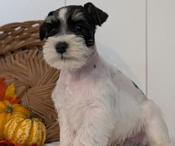 Medium Photo #6 Schnauzer (Miniature) Puppy For Sale in GOSHEN, IN, USA