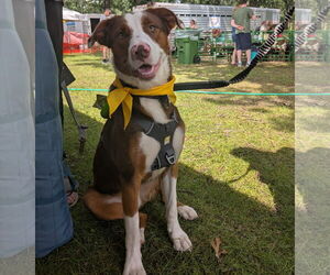 Australian Shepherd-Unknown Mix Dogs for adoption in Brooklyn Center, MN, USA