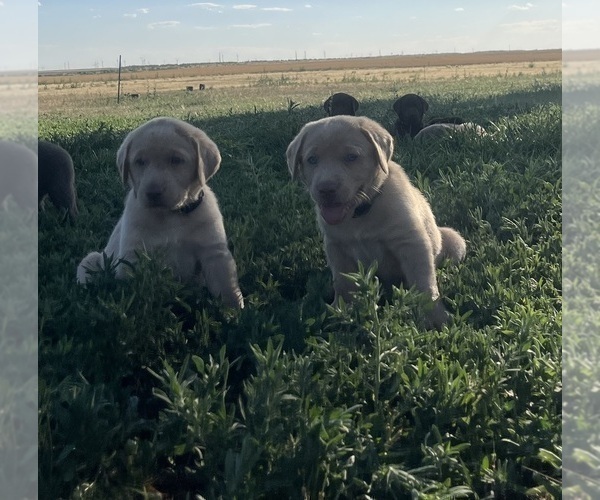 Medium Photo #14 Labrador Retriever Puppy For Sale in VONA, CO, USA