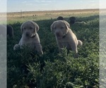 Small Photo #14 Labrador Retriever Puppy For Sale in VONA, CO, USA