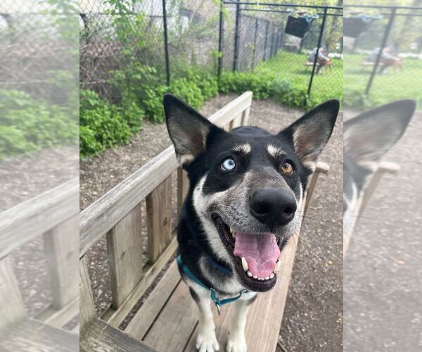 Medium Photo #13 Siberian Husky-Unknown Mix Puppy For Sale in Elmsford, NY, USA