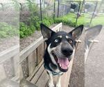 Small #12 Siberian Husky Mix