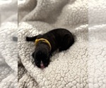 Small Photo #25 Boxer Puppy For Sale in BRUSH CREEK, TN, USA