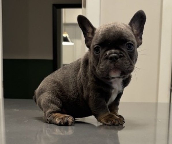 Medium Photo #5 French Bulldog Puppy For Sale in ATLANTA, GA, USA