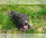 Small #7 American Bully