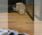 Small Photo #1 F2 Aussiedoodle Puppy For Sale in LOUISA, VA, USA
