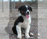 Puppy BTM Australian Shepherd
