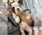 Small Photo #10 French Bulldog Puppy For Sale in KENDALL PARK, NJ, USA