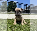 Small Photo #13 French Bulldog Puppy For Sale in SAYREVILLE, NJ, USA