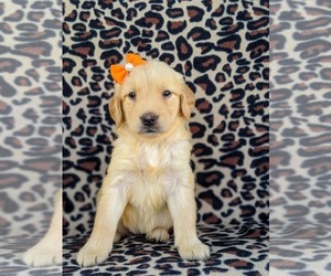 Golden Retriever Puppy for sale in COLERAIN, PA, USA