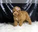 Small #4 Poodle (Toy)