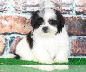 Shiranian Puppy for sale in BEL AIR, MD, USA