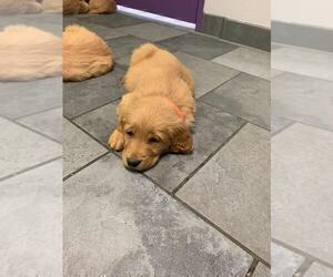Golden Retriever Puppy for sale in AURORA, CO, USA