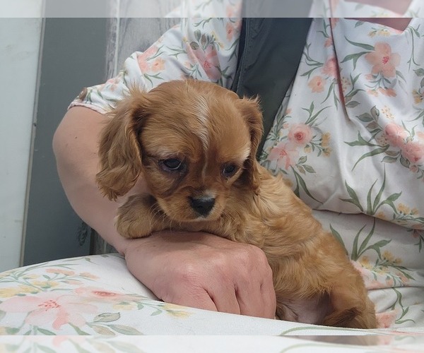 Medium Photo #5 Cavalier King Charles Spaniel Puppy For Sale in GREENWOOD, WI, USA