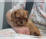 Small #4 Cavalier King Charles Spaniel