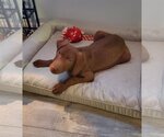 Small Photo #3 Chocolate Labrador retriever-Unknown Mix Puppy For Sale in Fenton, MO, USA