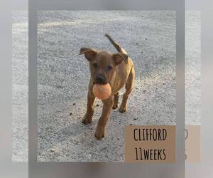 Retriever -Unknown Mix Dogs for adoption in Woodbury, NY, USA