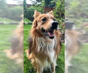 Australian Shepherd-Unknown Mix Dogs for adoption in Salt Lake City, UT, USA