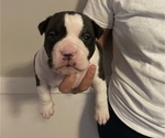 Small Photo #1 American Bully Puppy For Sale in NAUGATUCK, CT, USA