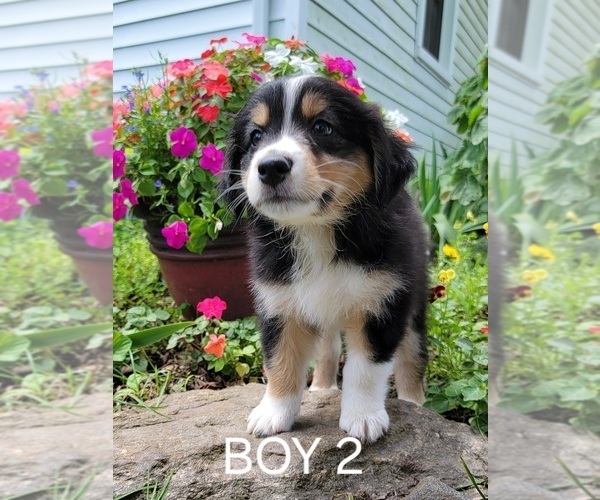 Medium Photo #7 Australian Retriever-Australian Shepherd Mix Puppy For Sale in BEAVERDAM, VA, USA