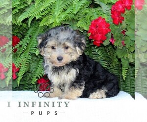 Morkie Puppy for sale in RISING SUN, MD, USA