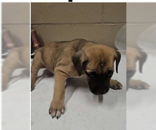 Medium Photo #1 Mastiff-Unknown Mix Puppy For Sale in The Woodlands, TX, USA