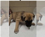 Small Mastiff Mix