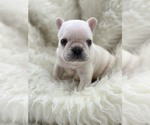 Small Photo #6 French Bulldog Puppy For Sale in WATER MILL, NY, USA