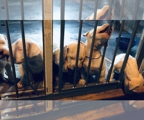 Medium Photo #16 Dogo Argentino Puppy For Sale in CANON CITY, CO, USA