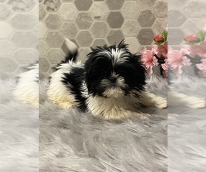 Shih Tzu Puppy for sale in SENECA FALLS, NY, USA