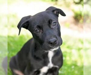 Labrador Retriever-Unknown Mix Dogs for adoption in San Diego, CA, USA
