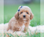 Small Photo #35 Maltipoo (Miniature) Puppy For Sale in WARSAW, IN, USA