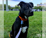 Small #3 Labrador Retriever-Retriever  Mix