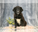 Puppy Gia Gollie