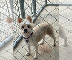 Small #3 Maltipom