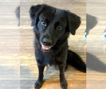 Small Photo #6 Border Collie-Unknown Mix Puppy For Sale in Arlington, VA, USA